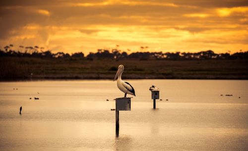 Birds on lake against sky during sunset
