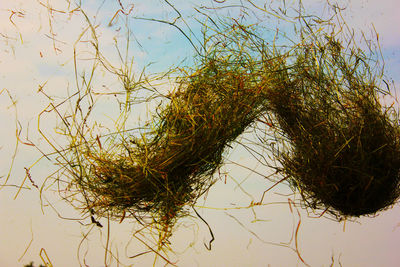 Close-up of plants by lake against sky