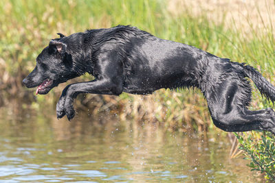 Black dog running in lake