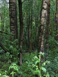 Trees in forest