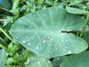 Close-up of raindrops on leaves