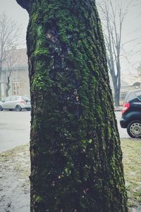 Close-up of tree trunk on road during winter