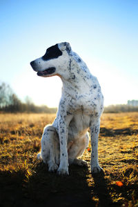 View of a dog on field