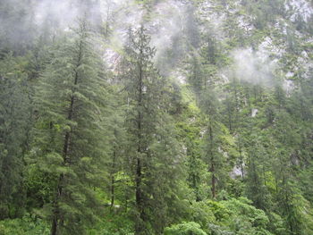 Trees in forest