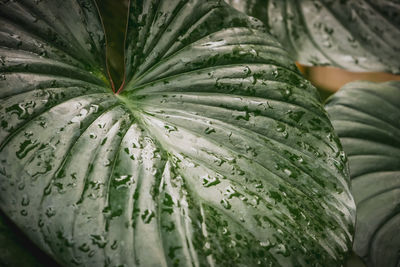 Close-up of water drops on green leaf