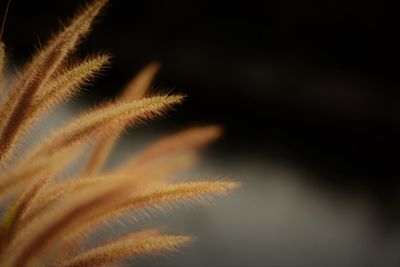 Close-up of plant against black background