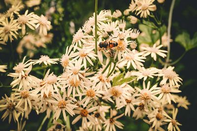 Close-up of bee on flower