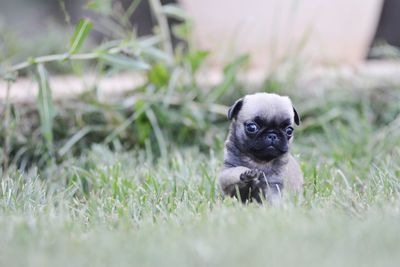 Dog sitting on grass