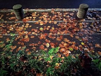 High angle view of leaves falling on field