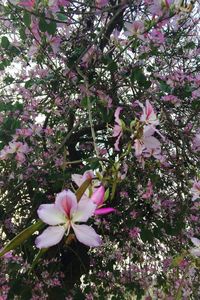 Pink flowers blooming on tree