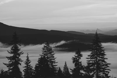 Scenic view of pine trees against sky