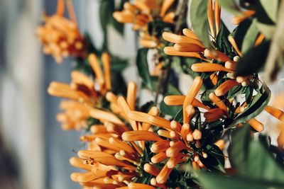 Close-up of orange flowering plant