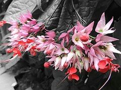 flower, petal, fragility, freshness, flower head, beauty in nature, growth, close-up, blooming, focus on foreground, nature, plant, in bloom, pink color, blossom, stem, bud, selective focus, springtime, botany