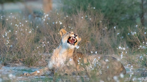 High angle view of cat yawning
