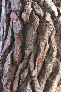 Full frame shot of tree trunk