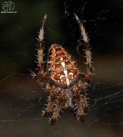 spider