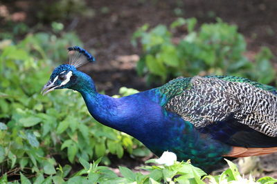 Close-up of peacock