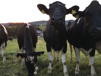 Portrait of cows on field