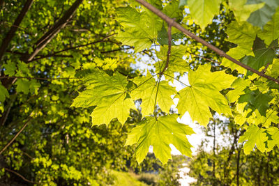 Low angle view of maple leaves on tree