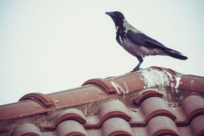 Low angle view of bird perching against clear sky