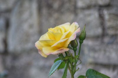 Close-up of yellow rose blooming outdoors