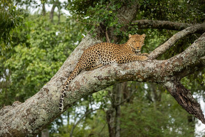 Close-up of a cat on tree trunk