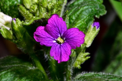 Close-up of purple flower