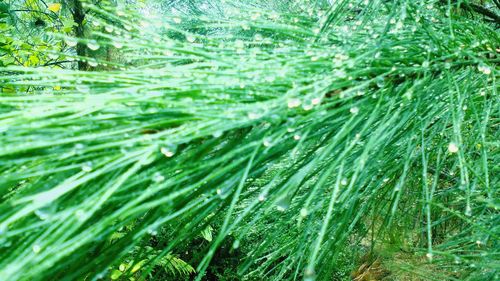 Plant growing in water