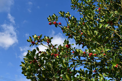 Low angle view of berries on tree against sky