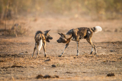 Wild dogs fighting on field