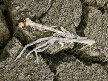 High angle view of lizard on rock