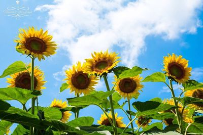 Sunflowers blooming against sky