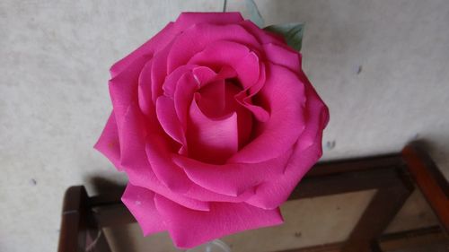 Close-up of pink rose