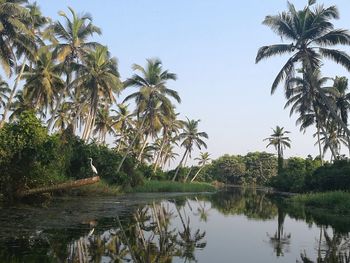 Scenic view of palm trees by lake against sky