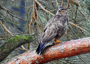 Close-up of bird perching on bare tree