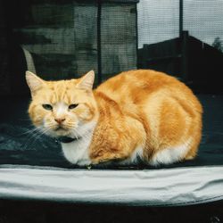 Close-up portrait of a cat