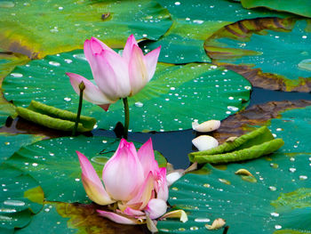 Close-up of lotus water lily in pond