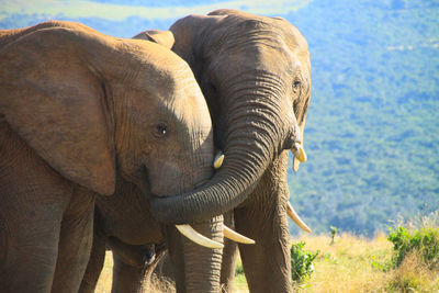 Portrait of two young and playful african elefants 