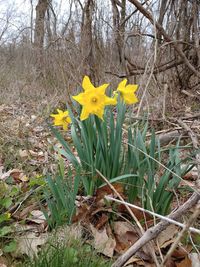 Yellow flowering plant on field