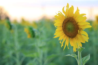 Close-up of sunflower blooming on field