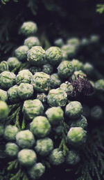 Close-up of vegetables