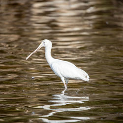 Side view of a bird in a water