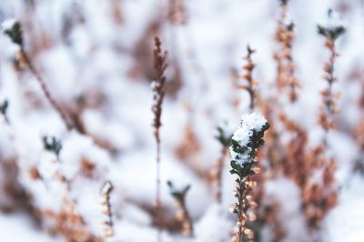 Close-up of snow on plant