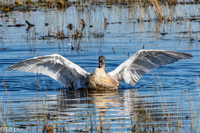 Trumpeter swans on a lake