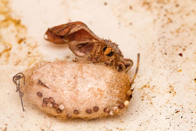 Close-up of moth on cocoons