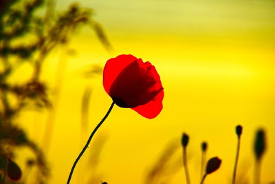 Close-up of red tulip