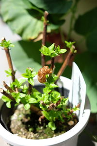 Close-up of potted plant