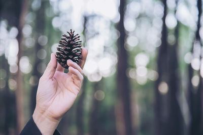 Cropped hand holding pine cone against trees