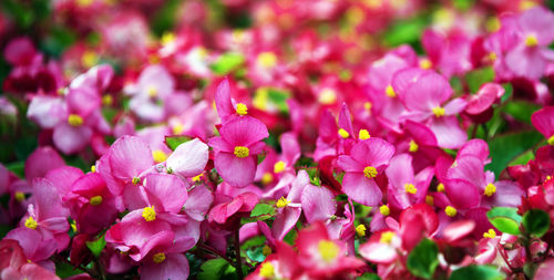 Close-up of pink flowers blooming outdoors