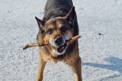 Close-up portrait of dog on beach